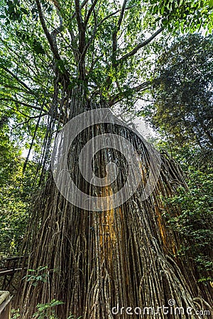 Big â€œCurtainâ€ Fig Tree in the Rainforest of Atherton Tablelands, Yungaburra, Queensland Stock Photo